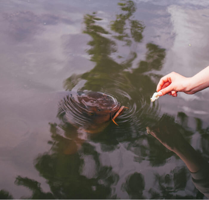 Fish Feeding