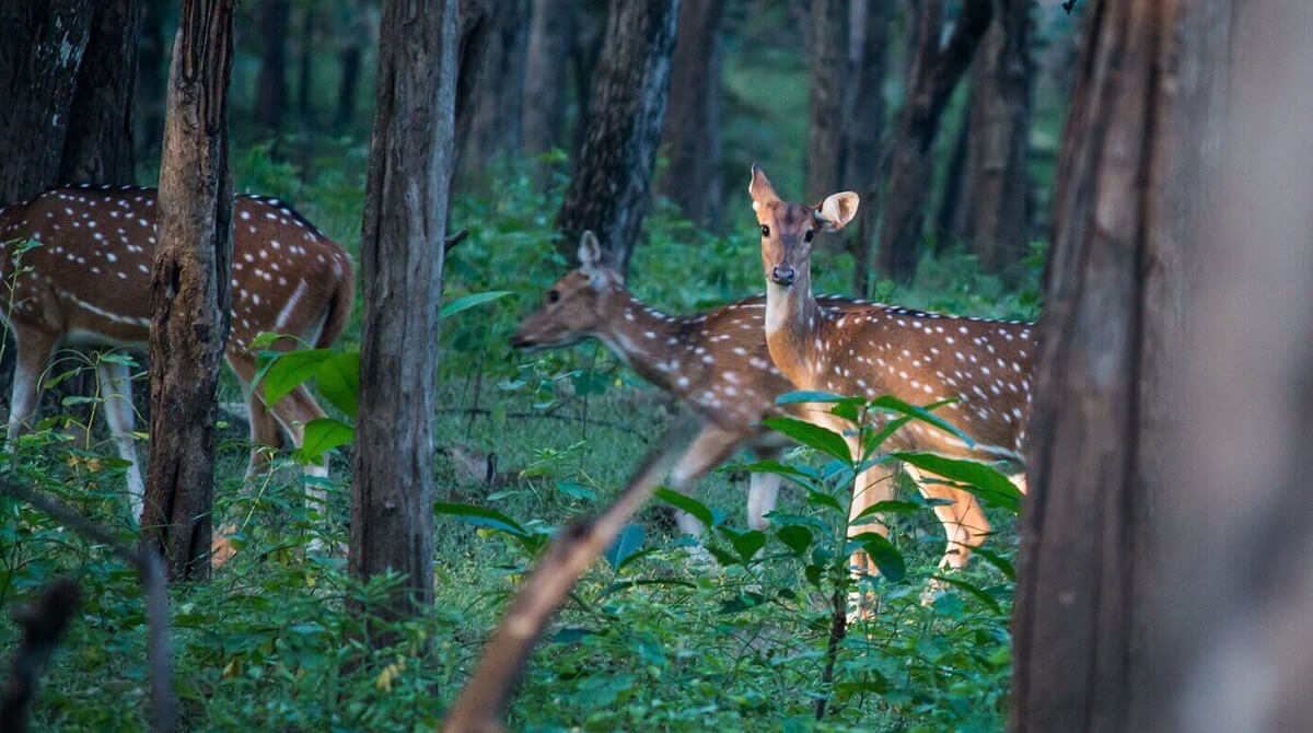 Shendurney Wildlife Sanctuary