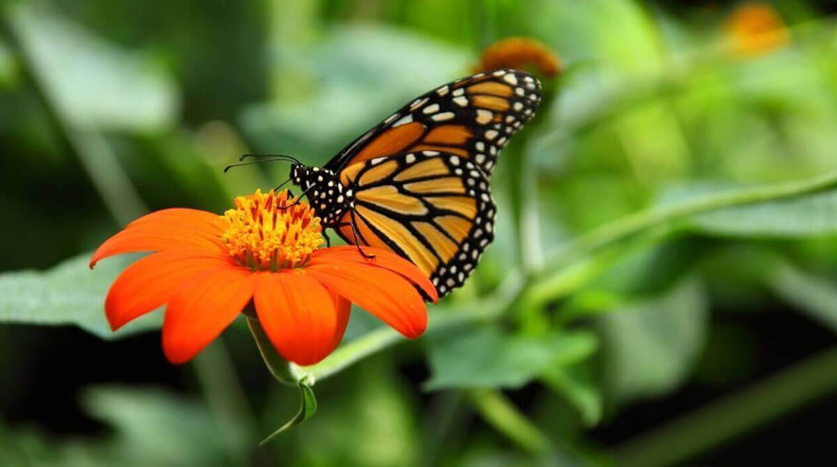 Thenmala Butterfly Safari Park